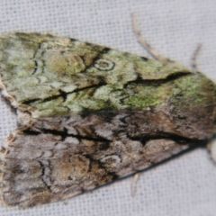 Fascionycta fasciata (Acronictinae Moth) at Sheldon, QLD - 30 Oct 2007 by PJH123