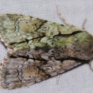 Fascionycta fasciata at Sheldon, QLD - suppressed