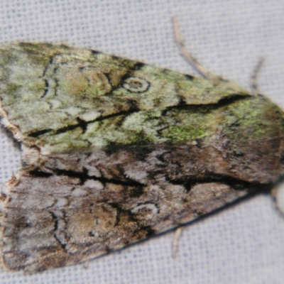 Fascionycta fasciata (Acronictinae Moth) at Sheldon, QLD - 30 Oct 2007 by PJH123