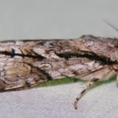 Fascionycta fasciata at Sheldon, QLD - suppressed