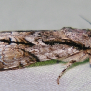 Fascionycta fasciata at Sheldon, QLD - suppressed