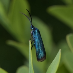 Pollanisus (genus) at Murrumbateman, NSW - 5 Nov 2023