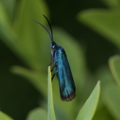 Pollanisus (genus) (A Forester Moth) at Murrumbateman, NSW - 5 Nov 2023 by amiessmacro