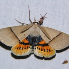 Gastrophora henricaria (Fallen-bark Looper, Beautiful Leaf Moth) at Sheldon, QLD - 30 Oct 2007 by PJH123