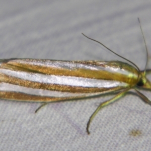 Hednota bivittella at Sheldon, QLD - suppressed