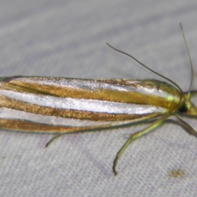 Hednota bivittella (Webworm) at Sheldon, QLD - 30 Oct 2007 by PJH123