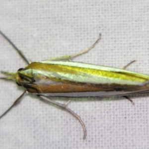 Hednota bivittella at Sheldon, QLD - suppressed