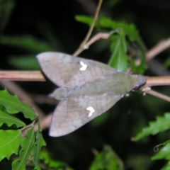 Nephele subvaria (White-spot Hawkmoth) at Sheldon, QLD - 30 Oct 2007 by PJH123