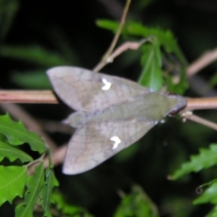 Nephele subvaria (White-spot Hawkmoth) at Sheldon, QLD - 31 Oct 2007 by PJH123