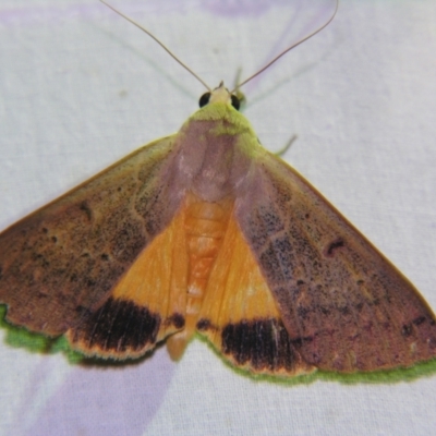 Ophiusa disjungens (Guava Moth) at Sheldon, QLD - 30 Oct 2007 by PJH123