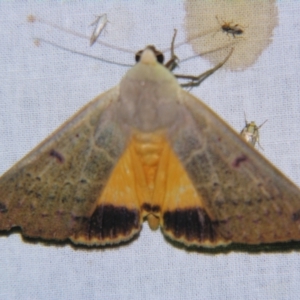 Ophiusa disjungens at Sheldon, QLD - suppressed