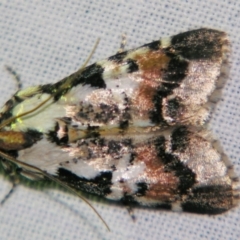 Orthaga sp near seminivea (A Pyralid moth (Epipaschinae) at Sheldon, QLD - 30 Oct 2007 by PJH123