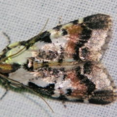 Orthaga sp near seminivea at Sheldon, QLD - 30 Oct 2007 by PJH123