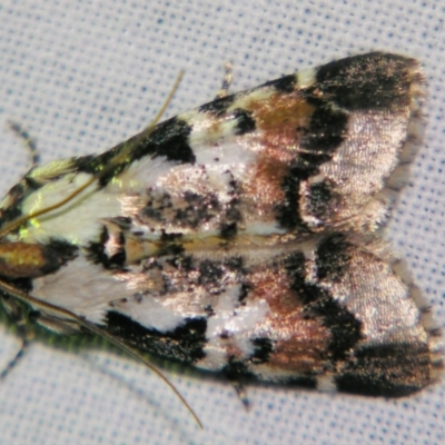 Orthaga sp near seminivea (A Pyralid moth (Epipaschinae) at Sheldon, QLD - 30 Oct 2007 by PJH123
