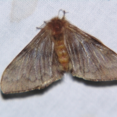 Panacela lewinae (Lewin's Bag-shelter Moth) at Sheldon, QLD - 31 Oct 2007 by PJH123