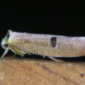 Pilostibes stigmatias at suppressed - suppressed