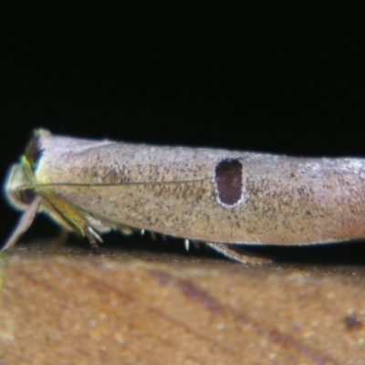 Pilostibes stigmatias (Xyloryctidae) at Sheldon, QLD - 31 Oct 2007 by PJH123