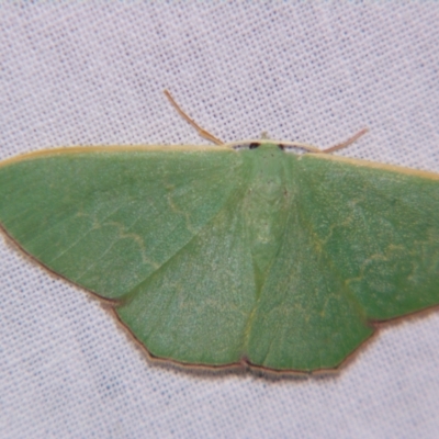 Prasinocyma semicrocea (Common Gum Emerald moth) at Sheldon, QLD - 31 Oct 2007 by PJH123