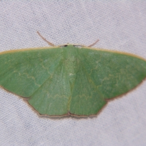 Prasinocyma semicrocea at Sheldon, QLD - suppressed