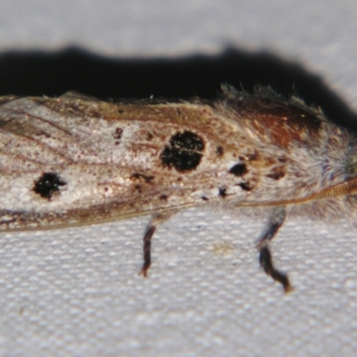 Sympycnodes digitata (A Cossid moth) at Sheldon, QLD - 30 Oct 2007 by PJH123