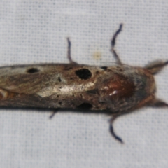 Sympycnodes digitata at suppressed - suppressed