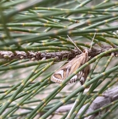Strepsinoma foveata (Pyralid moth, Snout moth) at Molonglo River Reserve - 3 Oct 2023 by SteveBorkowskis