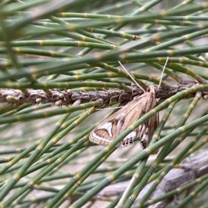 Strepsinoma foveata at Belconnen, ACT - 3 Oct 2023