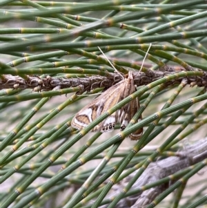 Strepsinoma foveata at Belconnen, ACT - 3 Oct 2023