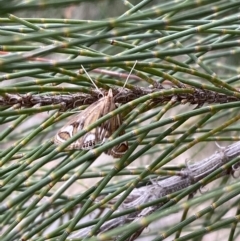 Strepsinoma foveata at Belconnen, ACT - 3 Oct 2023