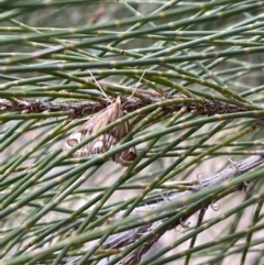 Strepsinoma foveata at Belconnen, ACT - 3 Oct 2023