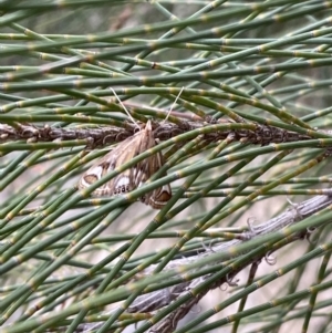 Strepsinoma foveata at Belconnen, ACT - 3 Oct 2023