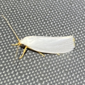 Xylorycta (genus) at Jerrabomberra, NSW - 5 Nov 2023