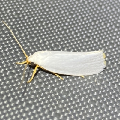 Xylorycta (genus) (A concealer moth) at QPRC LGA - 5 Nov 2023 by SteveBorkowskis