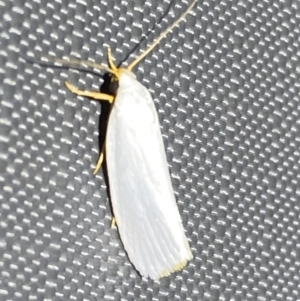 Xylorycta (genus) at Jerrabomberra, NSW - 5 Nov 2023