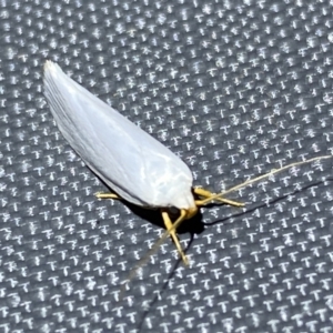 Xylorycta (genus) at Jerrabomberra, NSW - 5 Nov 2023