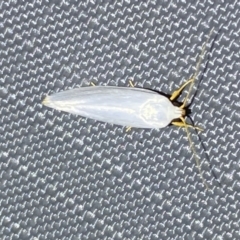 Xylorycta (genus) at Jerrabomberra, NSW - 5 Nov 2023