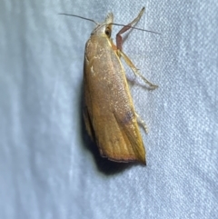 Tortricopsis uncinella (A concealer moth) at Jerrabomberra, NSW - 5 Nov 2023 by SteveBorkowskis