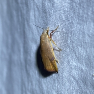 Tortricopsis uncinella at Jerrabomberra, NSW - suppressed