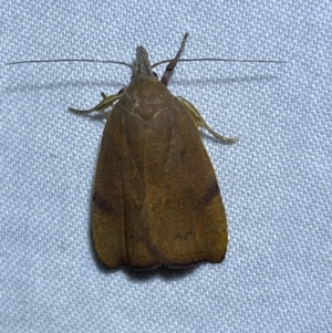 Tortricopsis uncinella at Jerrabomberra, NSW - 5 Nov 2023