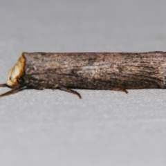 Thymiatris cephalochra (A Gelechioid moth (Xyloryctidae)) at Sheldon, QLD - 30 Oct 2007 by PJH123