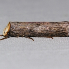 Thymiatris cephalochra (A Gelechioid moth (Xyloryctidae)) at Sheldon, QLD - 31 Oct 2007 by PJH123