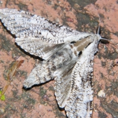 Trismelasmos donovani (A Wood moth (Cossidae)) at Sheldon, QLD - 30 Oct 2007 by PJH123