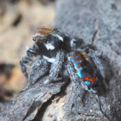 Maratus calcitrans (Kicking peacock spider) at Berridale, NSW - 4 Nov 2023 by Harrisi