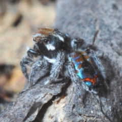 Maratus calcitrans (Kicking peacock spider) at Berridale, NSW - 4 Nov 2023 by Harrisi