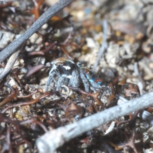 Maratus calcitrans at Berridale, NSW - 4 Nov 2023