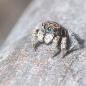 Maratus vespertilio at Berridale, NSW - suppressed