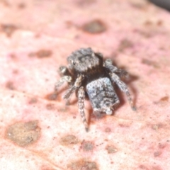 Maratus vespertilio at Berridale, NSW - 4 Nov 2023