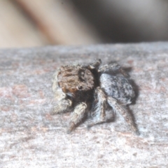 Maratus vespertilio at Berridale, NSW - suppressed