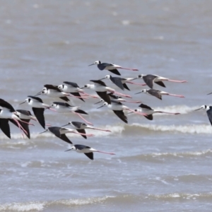 Himantopus leucocephalus at Cleveland, QLD - 1 Nov 2023 11:01 AM