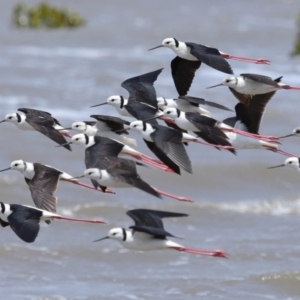 Himantopus leucocephalus at Cleveland, QLD - 1 Nov 2023 11:01 AM